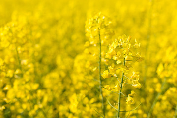 rapeseed field biofuels summer