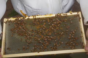 A close up view of a honey bee hive frame.
