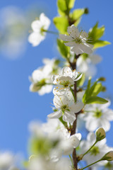 Plum (Prunus) blossom closeup on blue sky background in sunny day.