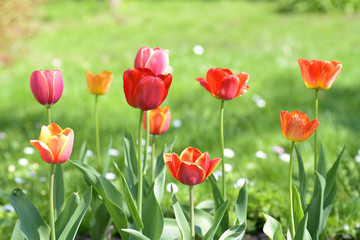 Flowering tulips on green grass in the garden in sunny day.