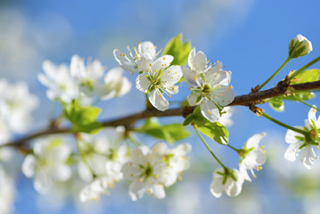 Plum blossom closeup on blue sky background in sunny day.