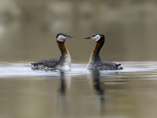 Red Necked Grebes Performing Courtship Ritual