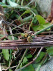 Yellow Spider Capturing Grasshopper