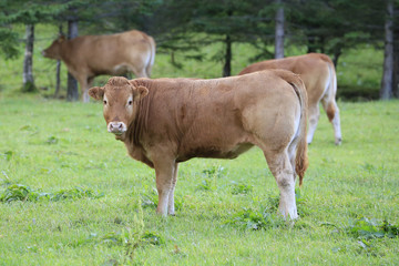 Fototapeta na wymiar Cow on pasture in Northern Norway