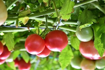 えこりん村 トマトの木