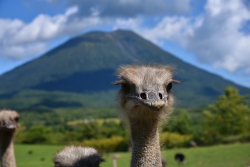 ダチョウ牧場 ニセコ 羊蹄山