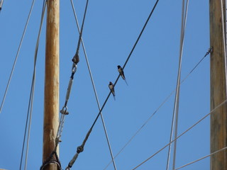 Des hirondelles en mer