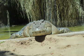 large crocodile!