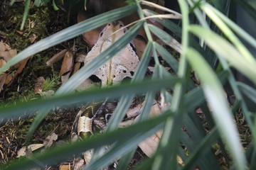 snake hiding.