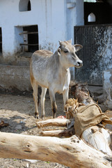 Maison de retraite des vaches et zébus, Gaushala, Rajasthan, Inde