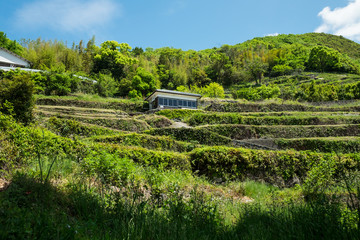 香川県 小豆島 中山 棚田