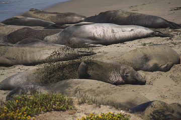 An elephant seal covering himself with sand to escape the heat, California
