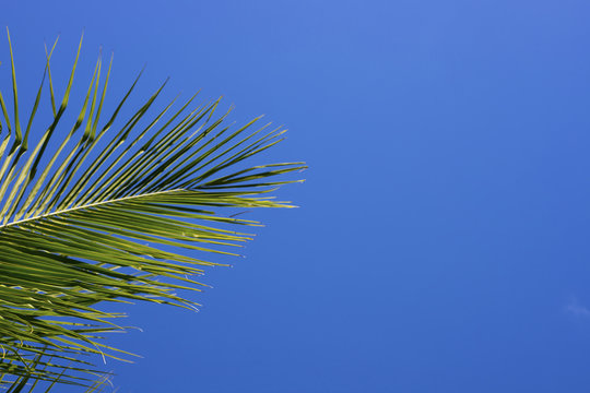 Green palm tree on blue sky background. Single palm leaf banner template with place for text.