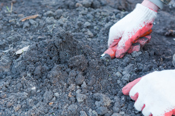 A man planted bushes. Plant a tree. Seedling of currant.