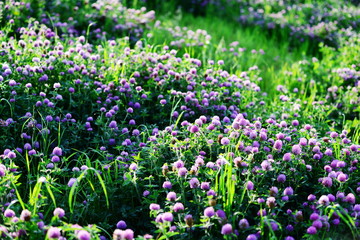 Obraz premium Many clovers in the field