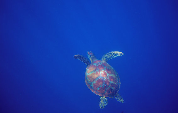 Sea turtle in deep open water. Green sea turtle closeup. Wildlife of tropical coral reef.