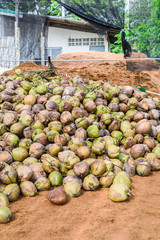 Group of Coconut Perfume is cutting head Arrange, Sort orderly preparations for such varieties for planting coconut trees
