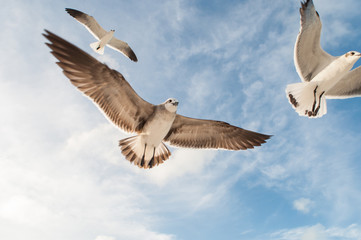 Obraz premium gaviotas holbox