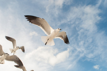 gaviotas holbox