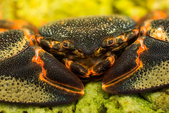 Retrato de cangrejo tijereta (Petrolisthes laevigatus)