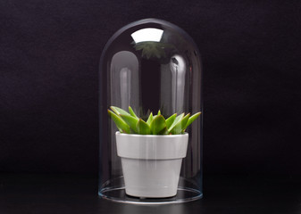 Succulent houseplant inside a glass terrarium.