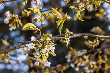branch of white blooming cherry tree