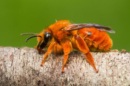 Abeja del Notro (Diphaglossa gayi) descansando sobre tronco