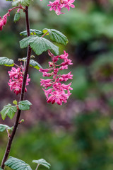 pink flowers hanging off stem