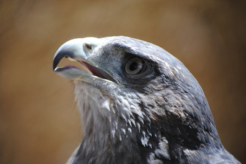 Eagle Impressive Shot