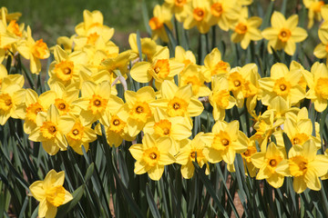 Fototapeta premium Large group of blooming yellow daffodils, lit by bright spring sun on flower bed