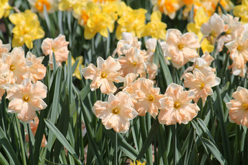Obraz premium Large group of blooming daffodils on flowerbed. Cultivars from Cyclamineus or Split-corona Group with white petals and central salmon corona