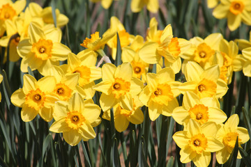 Obraz premium Large group of blooming yellow daffodils, lit by bright spring sun on flower bed