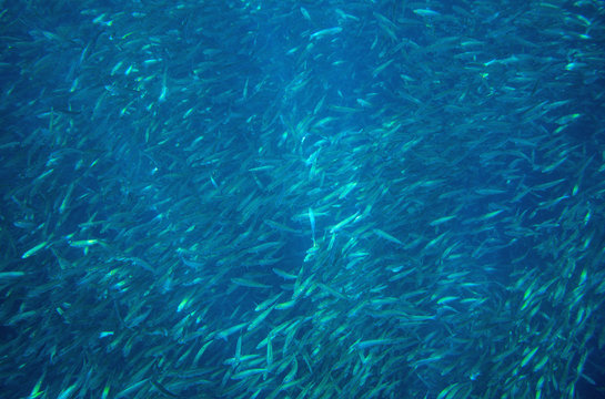 Sea sardine school in ocean. Massive fish school undersea photo. Pelagic fish school swimming in seawater