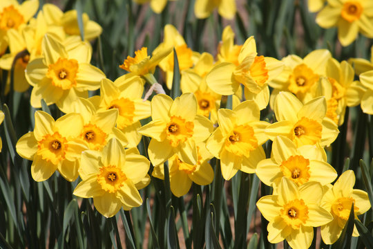 Large group of blooming yellow daffodils, lit by bright spring sun on flower bed