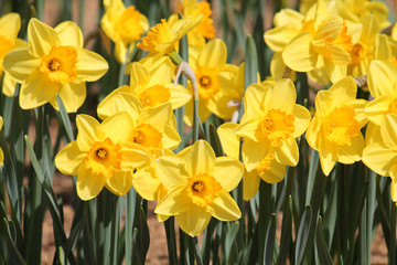 Fototapeta premium Large group of blooming yellow daffodils on flowerbed