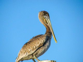 pelican, bird