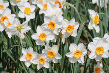 Large group of blooming white daffodils on flowerbed. Cultivars from Large-cupped Group with white...