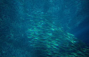 Fototapeta na wymiar Sardine school in open ocean. Massive fish school undersea photo. Pelagic fish school