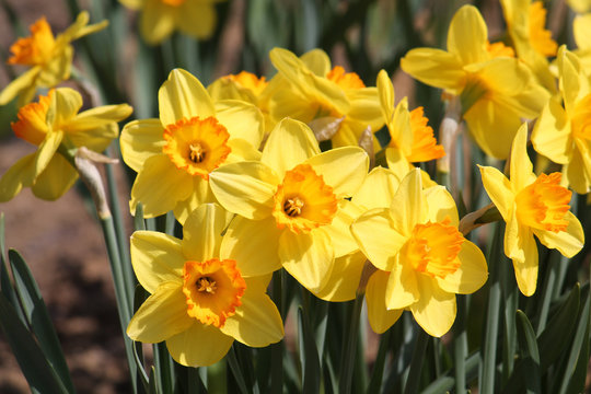 Large group of blooming yellow daffodils on flowerbed