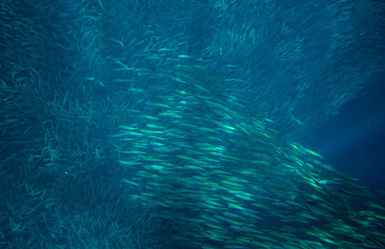 Sardine school in open ocean. Massive fish school undersea photo. Pelagic fish school