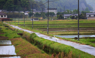 Obraz premium White crane crossing narrow country road through flooded rice fields after rain storm
