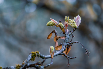 buds and young leaves on tree in spring