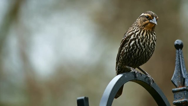 Female red-winged blackbird perched on hook with soft background