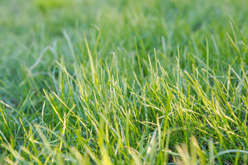 Green grass. Natural grass. Green grass.