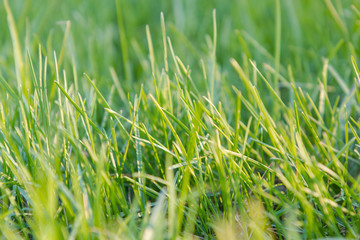 Green grass. Natural grass. Green grass.