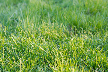 Green grass. Natural grass. Green grass.