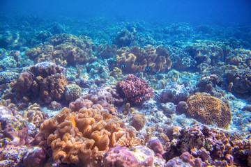 Naklejka na ściany i meble Coral reef landscape on sea bottom. Warm blue sea view with clean water and sunlight
