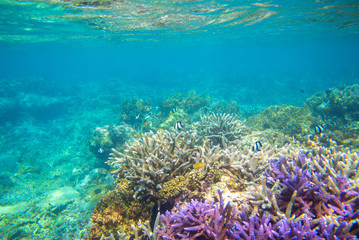 Violet and yellow coral reef formation on sea bottom. Warm blue sea view with clean water and sunlight.
