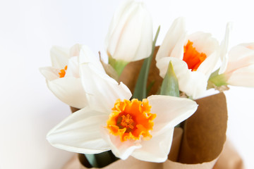Close-up of Spring daffodil flowers (narcissus flowers) bouquet over white background