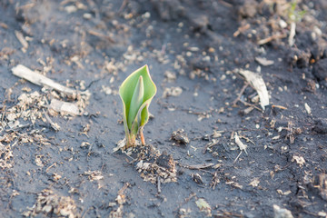 Seedling of a tulip. A small tblan. Seedling of a flower.